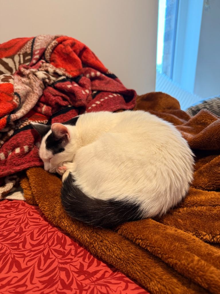 Kitten of Ragdoll*mainecoon cross