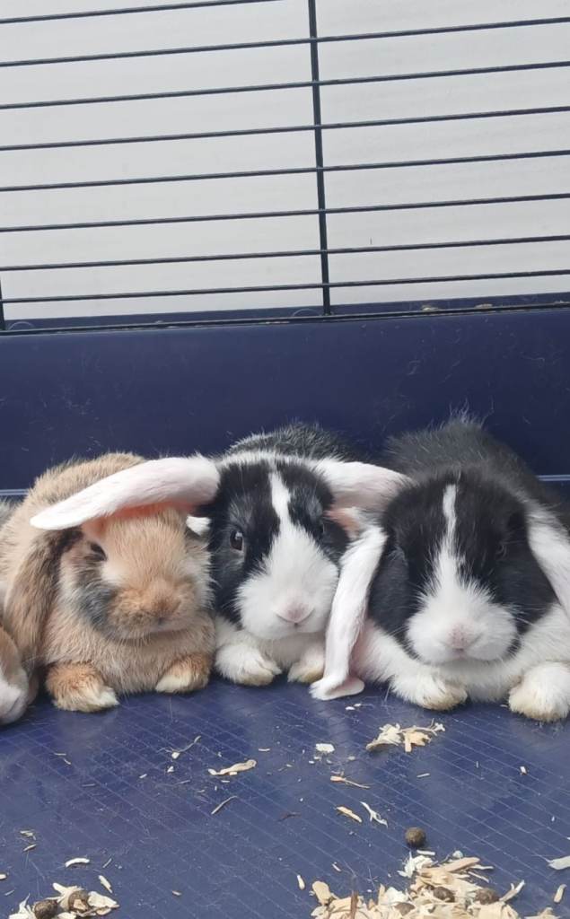 3 x mini lops