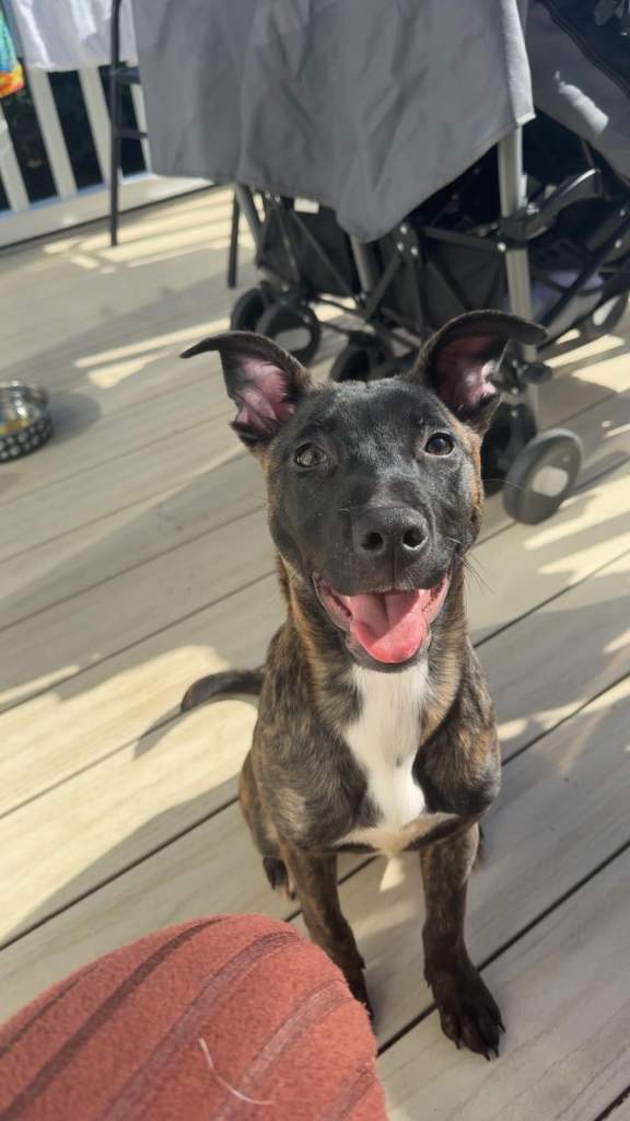 Loving dog needs new home open to offers