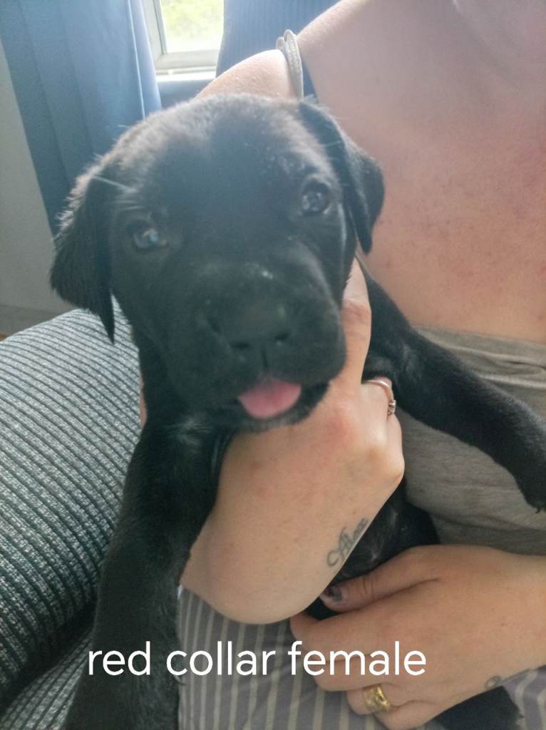 Cane corso cross puppies