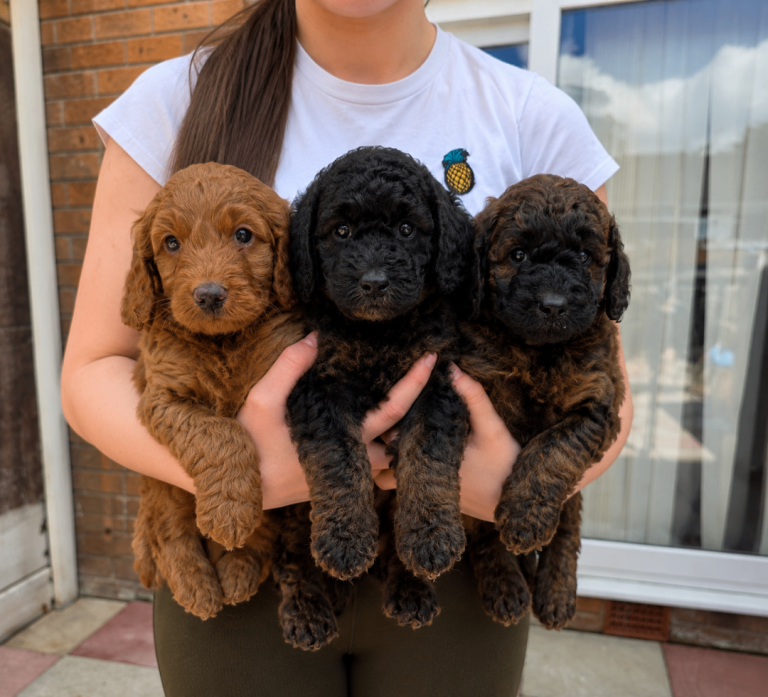 Stunning mixed colours F1B Cockapoo Puppies