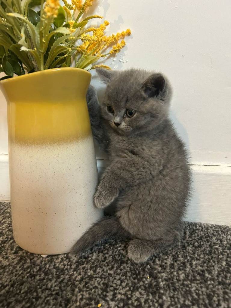 3 British shorthair kittens
