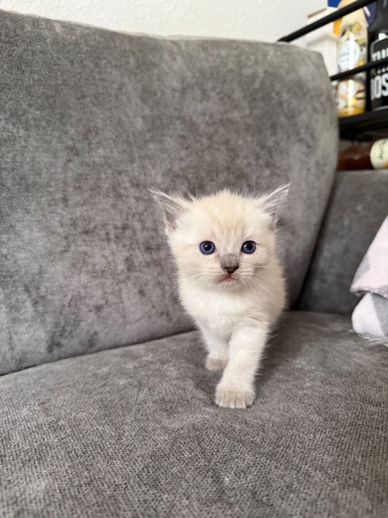 Beautiful ragdoll kittens for sale