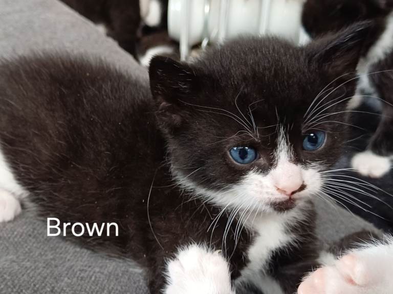 8 LOVELY KITTENS ready for a new home in 2 weeks