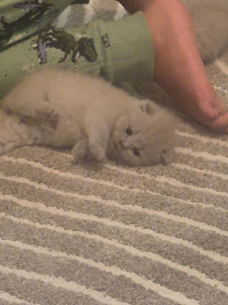 4 lilac british shorthairs 