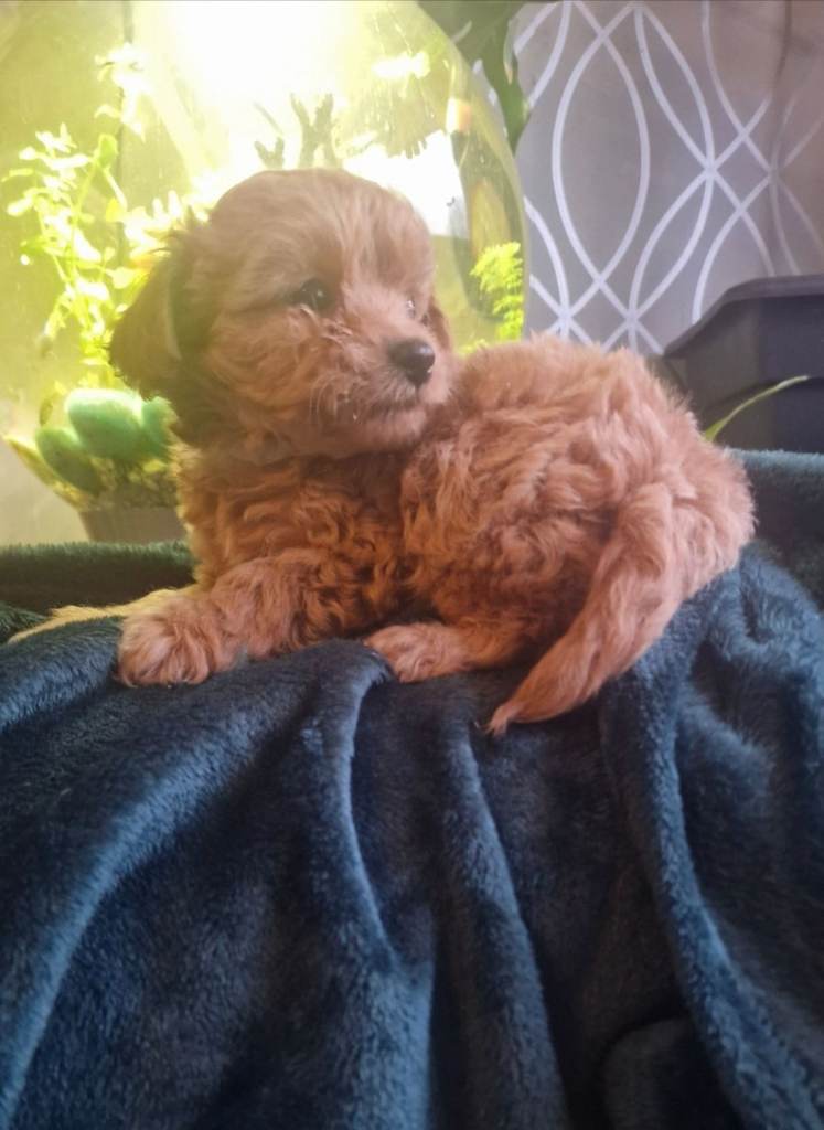 Asian toy poodle cross long haired chihuahua ... poochis
