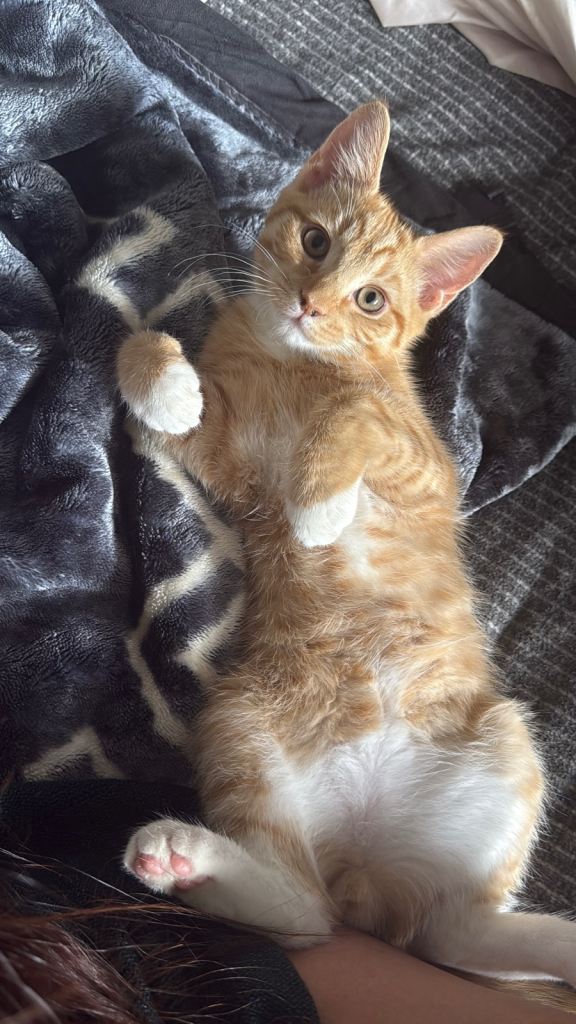 Gold kitten, British shorthair beautiful cute kitten