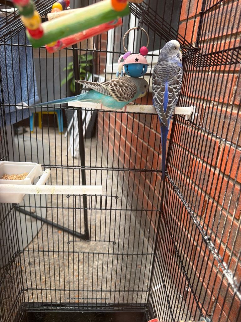 Burdgies 