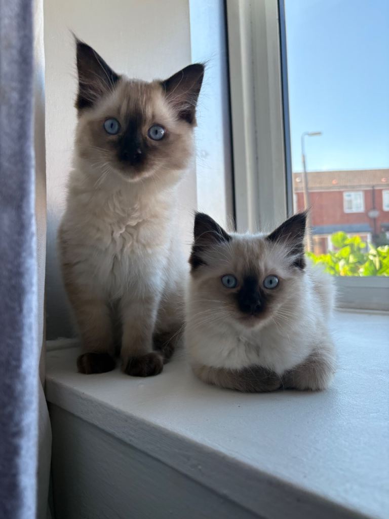 BEAUTIFUL HEALTH TESTED RAGDOLL KITTENS READY FOR FOREVER HOME 