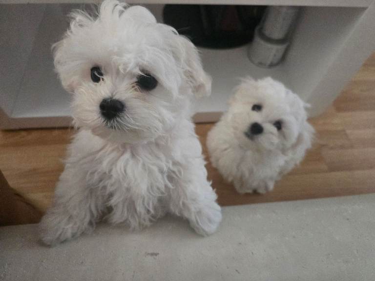 Adorable Maltese Puppies for sale 