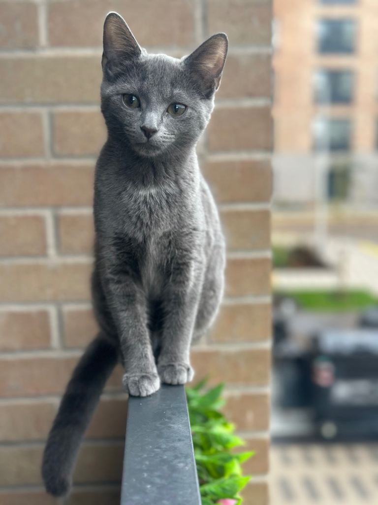 Beautiful kitten 4 months old