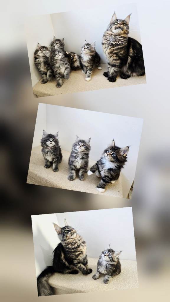 Maine Coon kittens 
