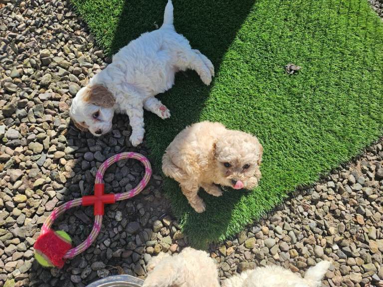Cavapoochon Puppies 