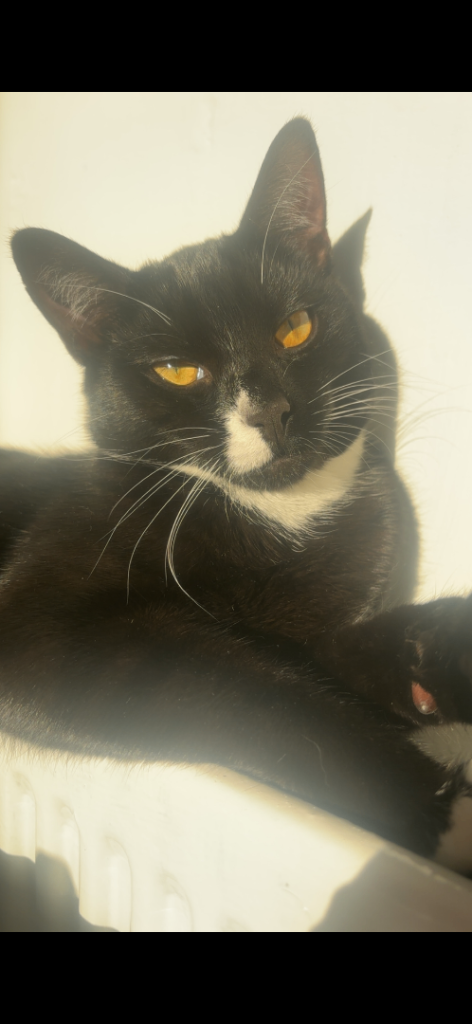 Male Domestick shorthair 
