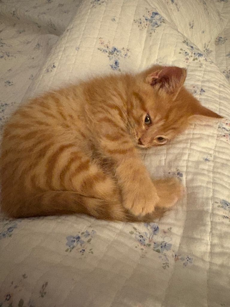 9 Week Old Ginger Male Kitten