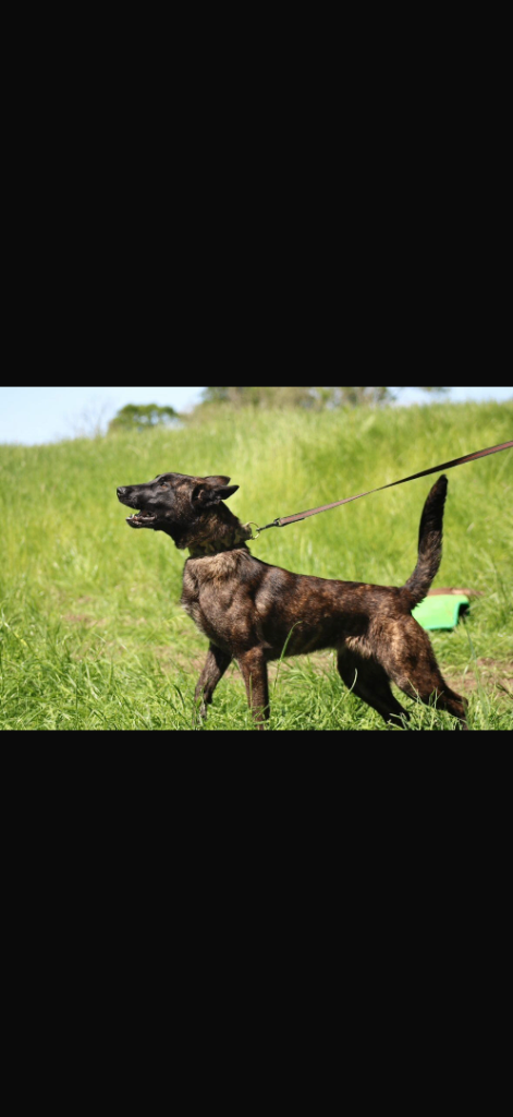Dutch Shepherd