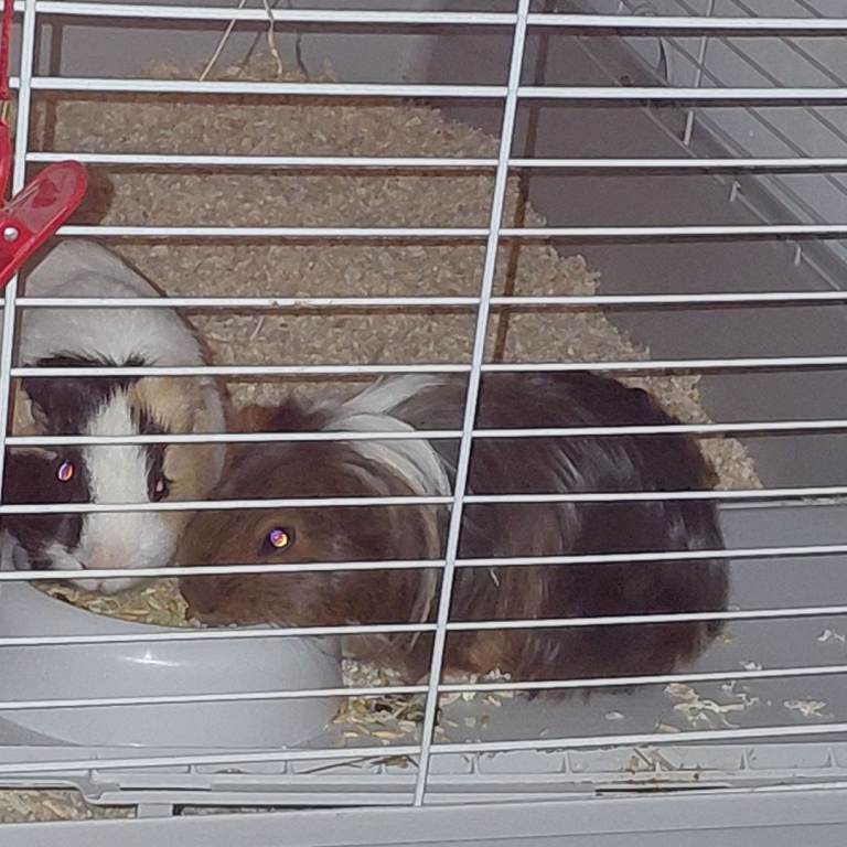 image for 2 male guinea pigs