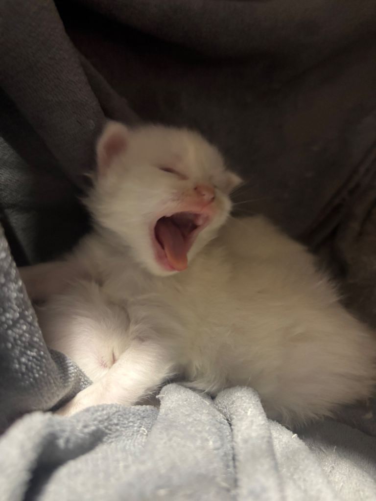 -PRICE NEGOTIABLE - beautiful mainecoon x ragdoll💙❤️🐈🥰