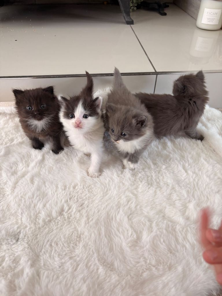 Ragdoll Mix fluffy Kittens