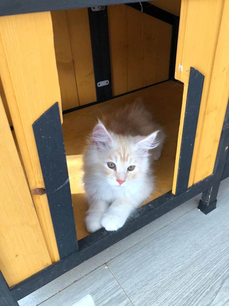 Main coon kitten looking for a new home.