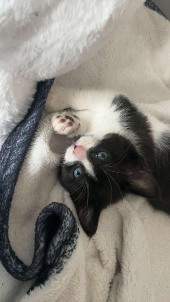 Kittens 