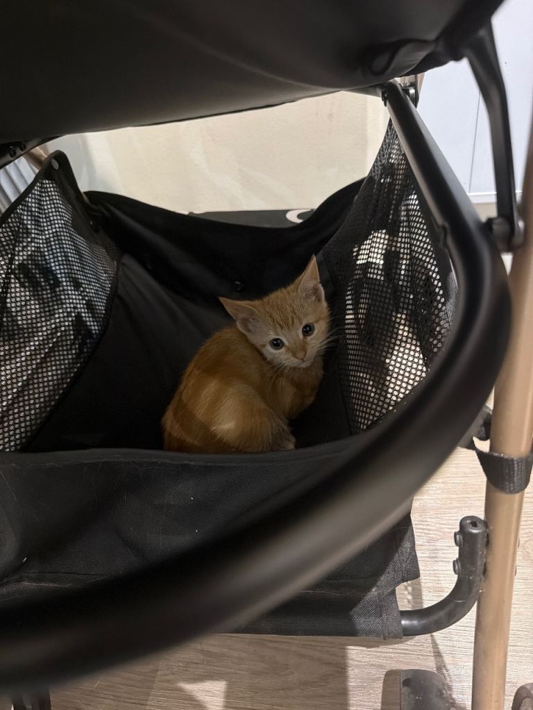 Kitten