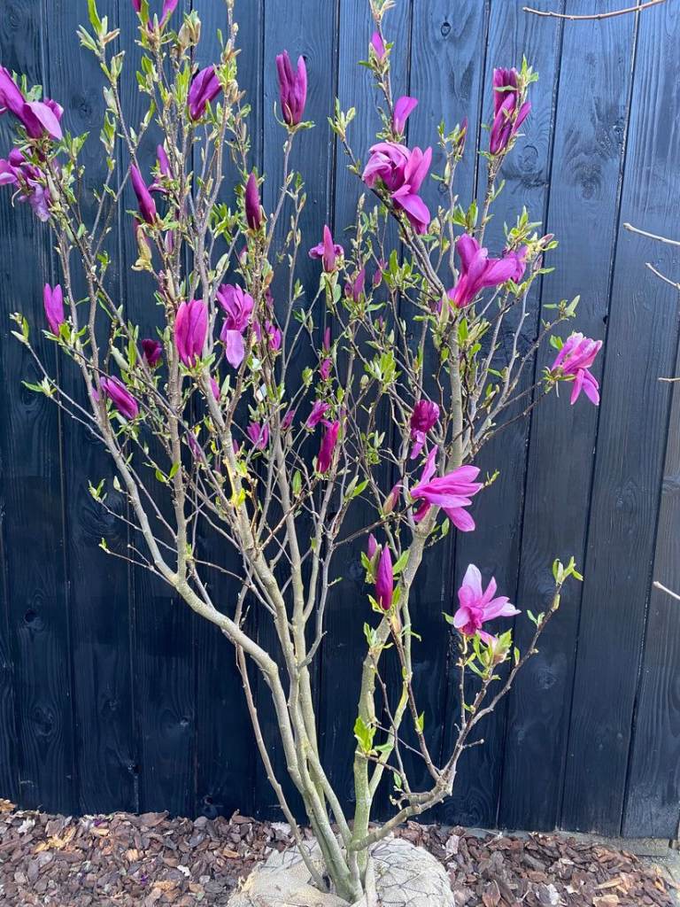 Large Scented Magnolia Plant 🌿🌸