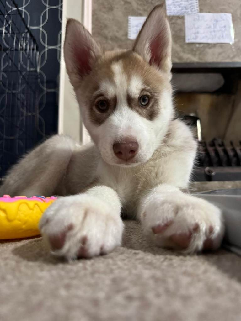 Siberian puppy husky