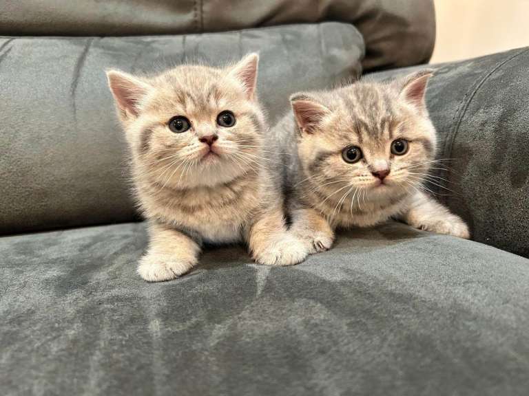 Adorable British Shorthair Kittens