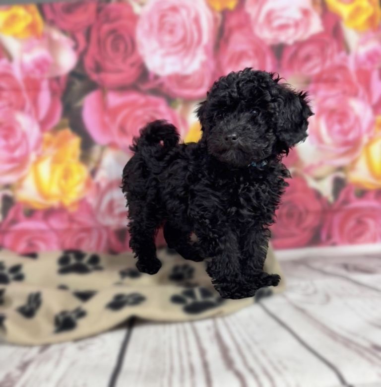 Gorgeous pure-bred toy poodle puppies