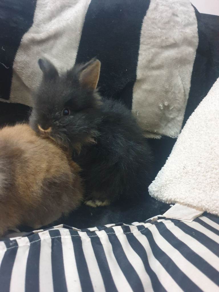  5 beautiful baby lionhead rabbits  