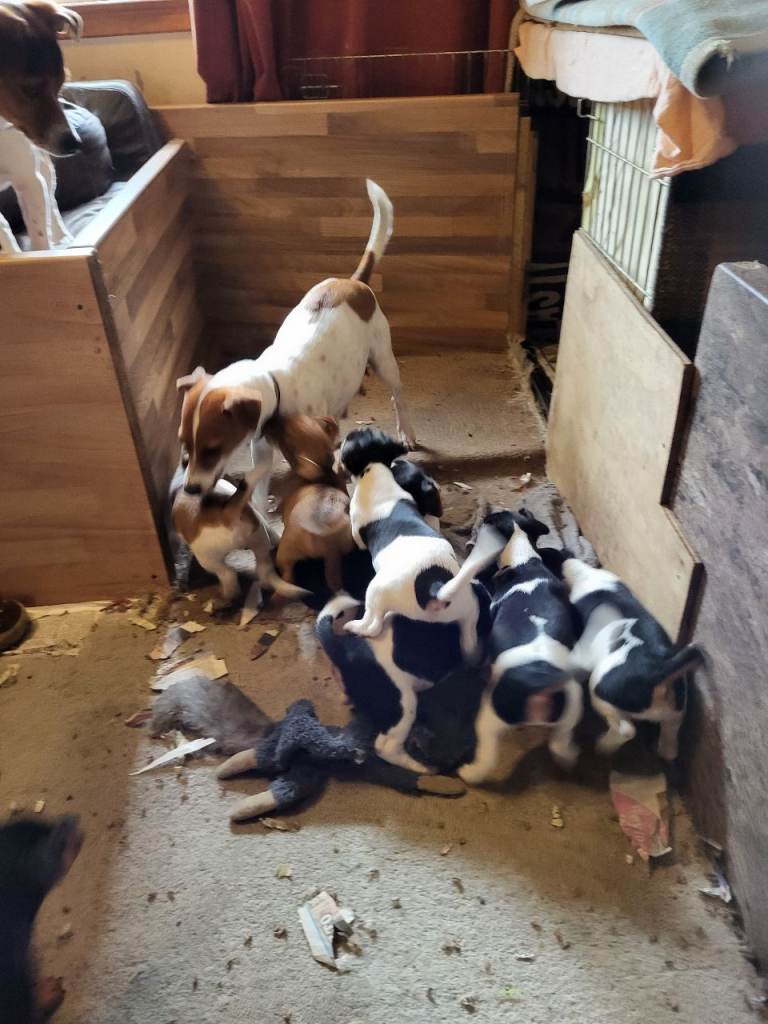 Jack russel pups for sale