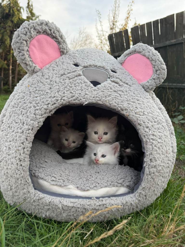 Beautiful fluffy kittens 