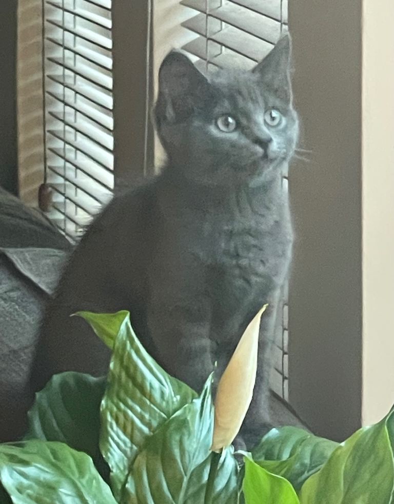 Kitten for sale