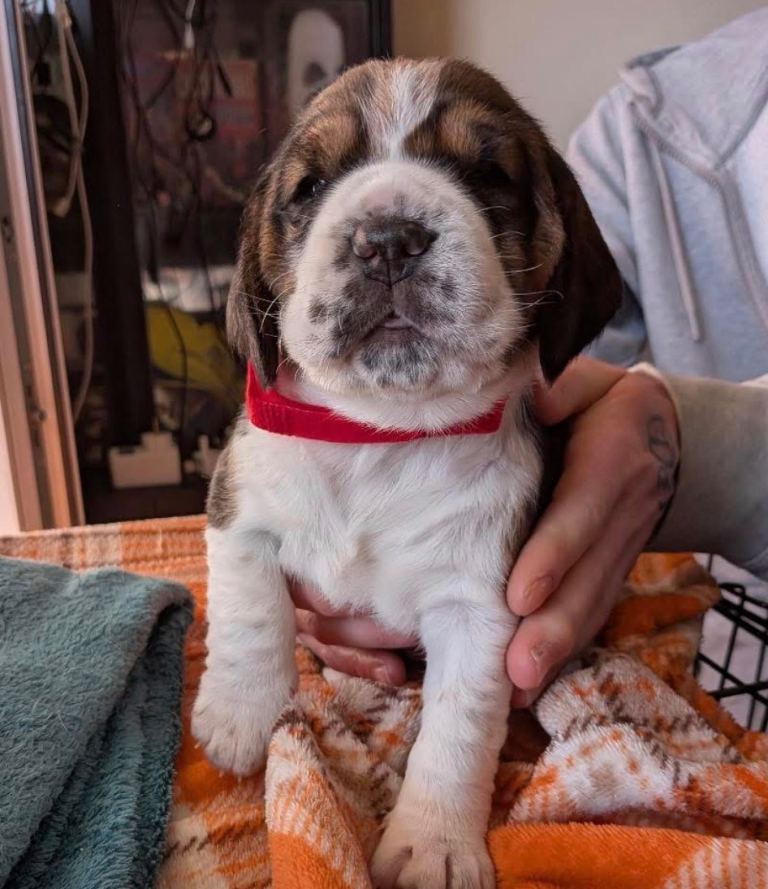 One Beagle girl left ready to go!!!