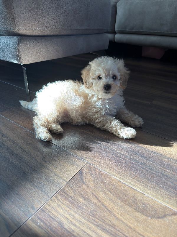 Toy poodle mix (PENDING PICK UP)