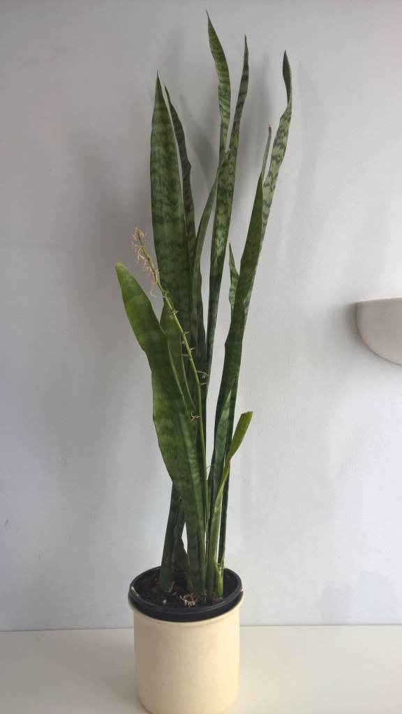 Big Sansevieria Trifasciata (Snake Plant) Mother-in-law's tongue plant,