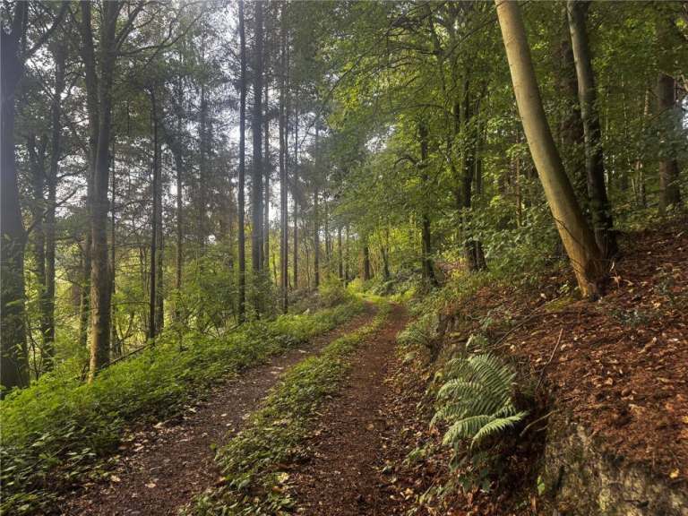 land or woodland wanted cash sale, 