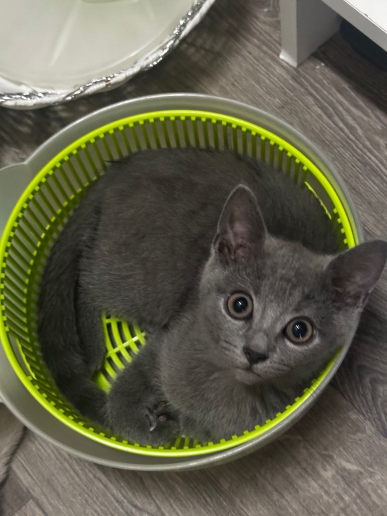 Russian blue kittens