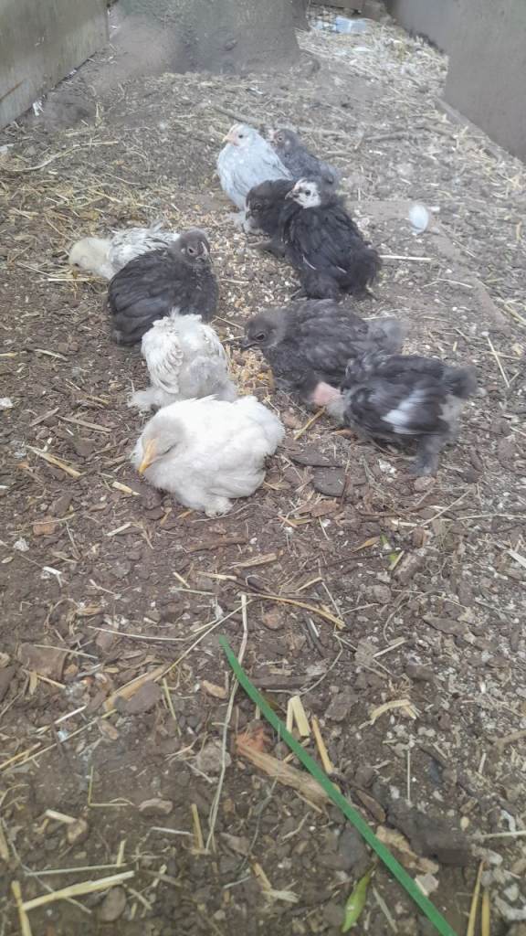 Chickens for sale 