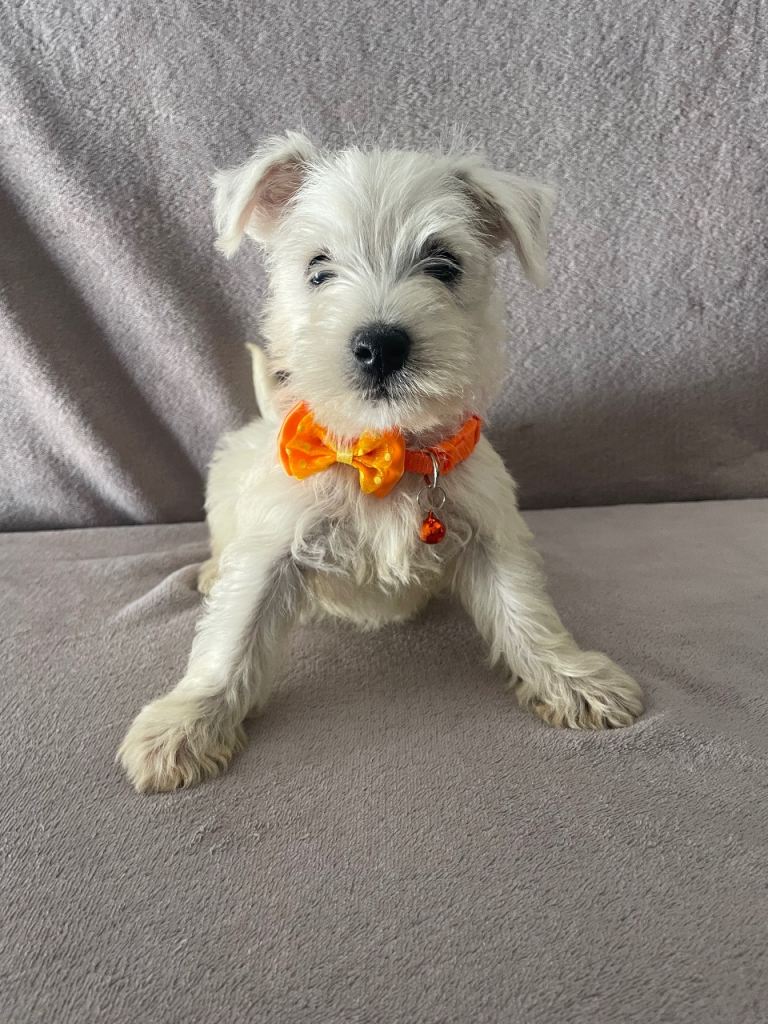 Beautiful west highland terrier pups ready  to go