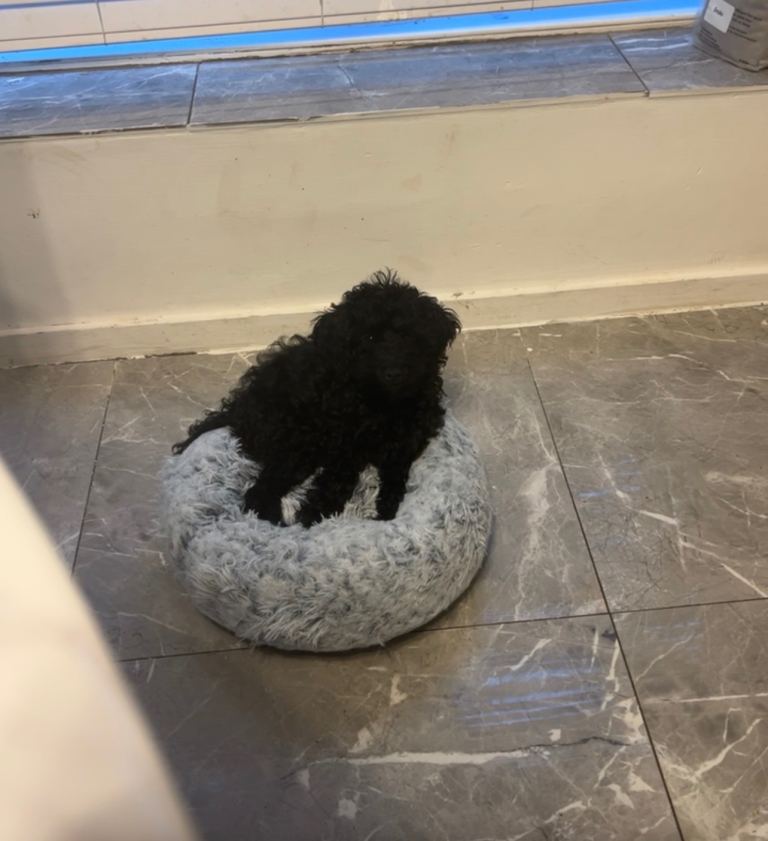 Black mini cockpoo 