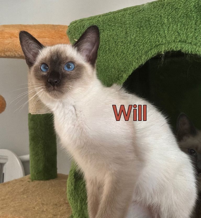 Gorgeous Ragamese Boy-Ready To Leave