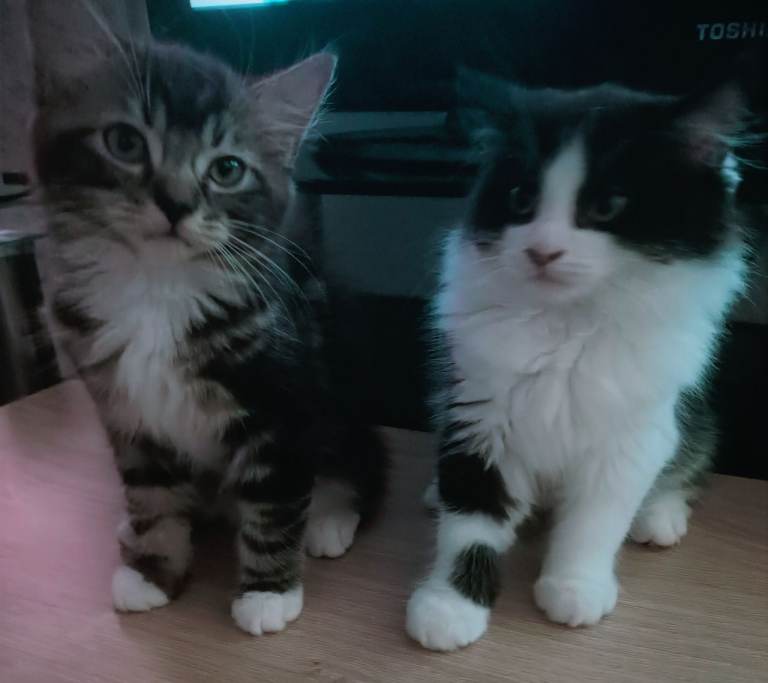 2 Adorable Playful Kittens (Price is for both)