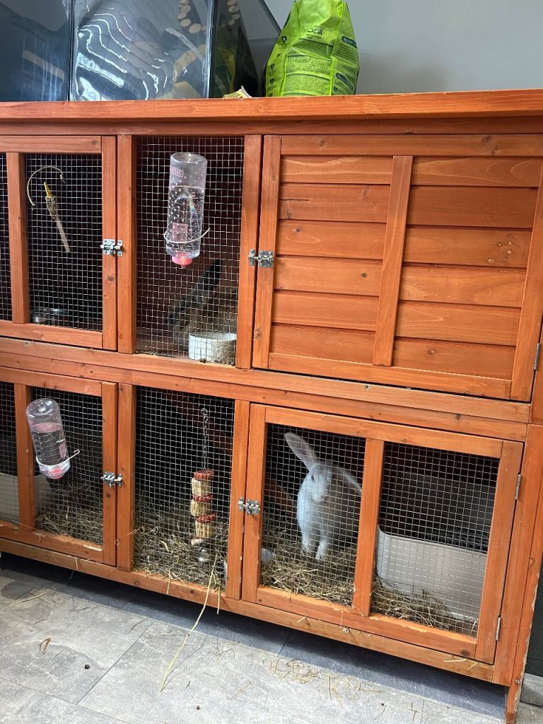 2 male rabbits, hutch and accessories 