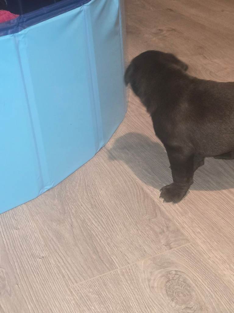 Lab x staff puppies for sale 