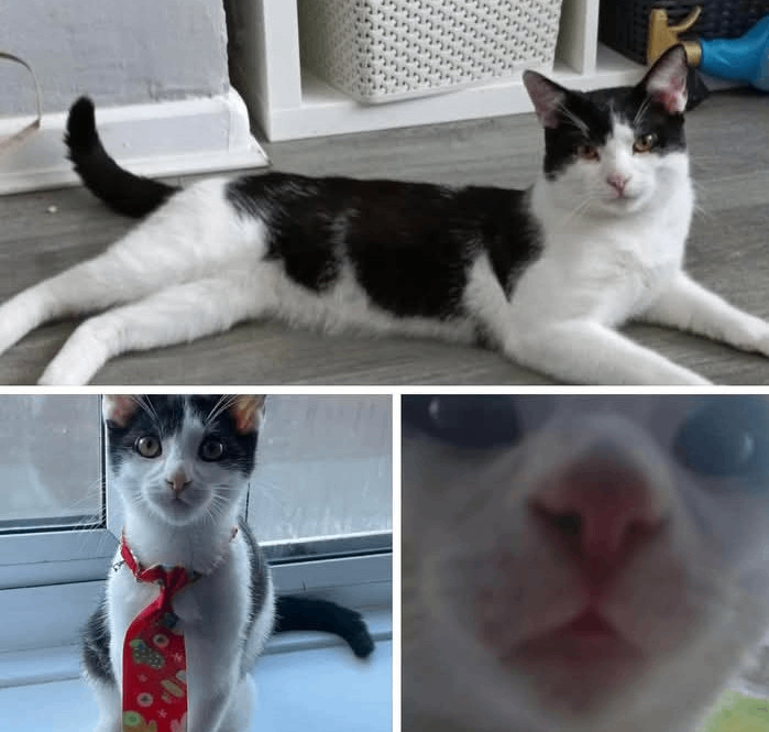 Beautiful cat I'll health forces rehoming