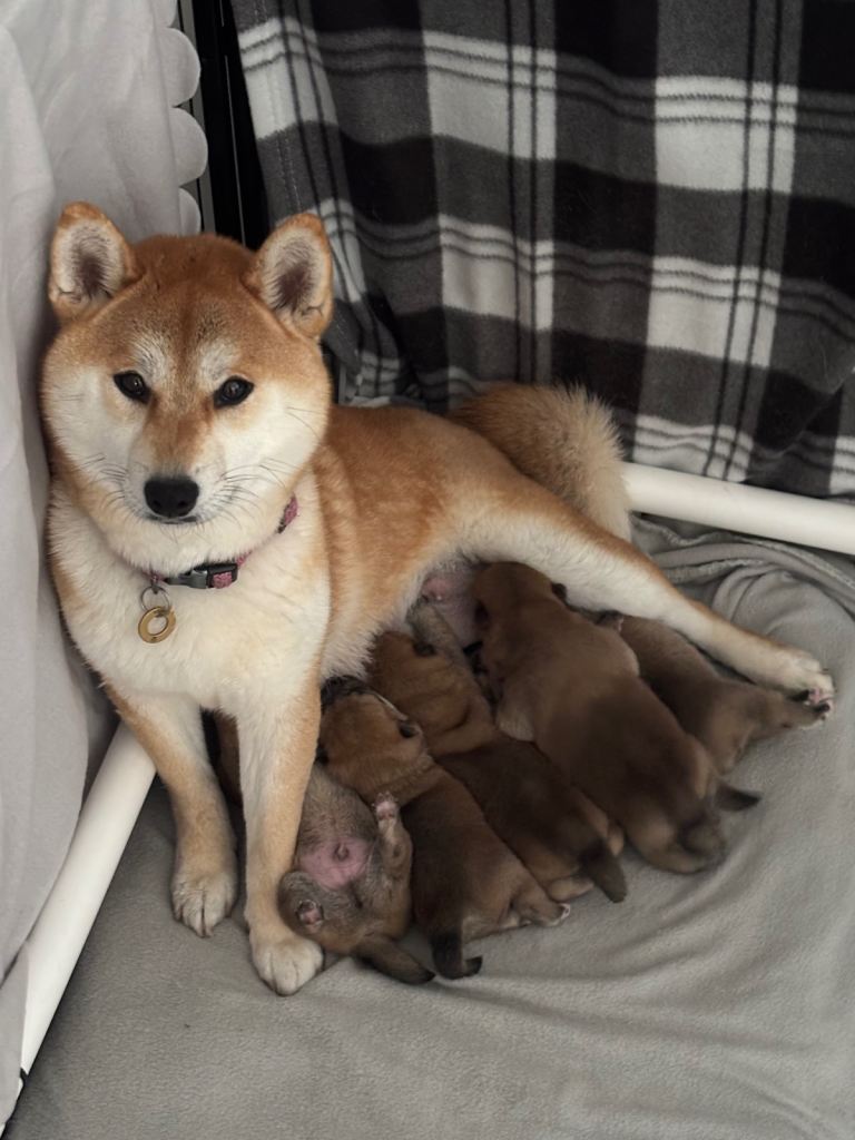 Japanese Shiba Inu puppies