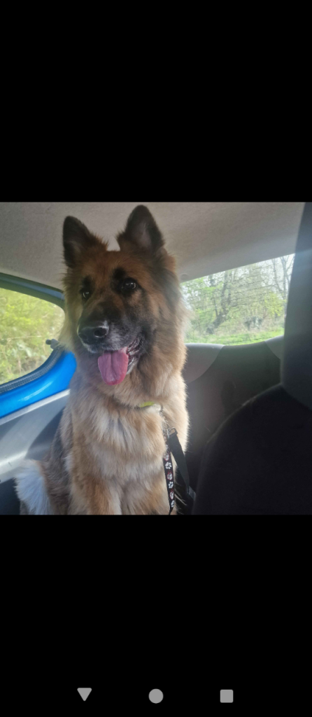 German Shepherd - FREE (Need Rehoming ASAP)