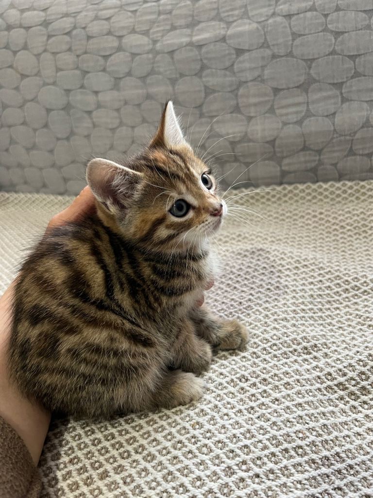 Premium! Beautiful mixed breed Bengal x Tabby kittens l